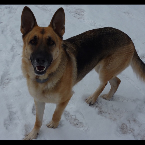 Meet your Posher, Sofia - Picture 4 of 4